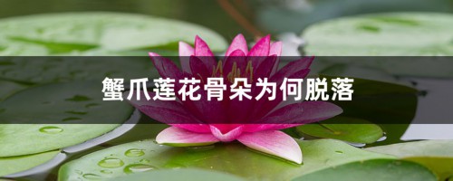 蟹爪莲花骨朵为何脱落