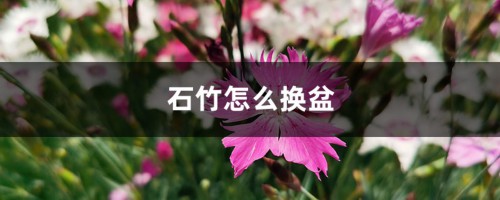 石竹怎么换盆