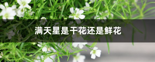 满天星是干花还是鲜花，多少钱一束