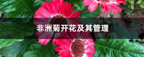 非洲菊开花及其管理