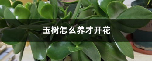 怎么让玉树开花