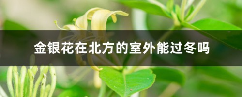 金银花在北方的室外能过冬吗，北方户外如何过冬