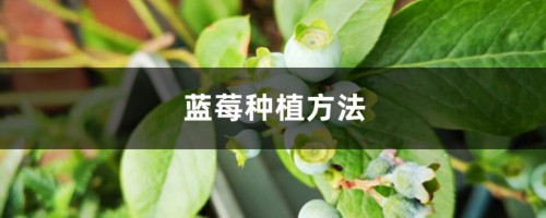 蓝莓种植方法，蓝莓图片