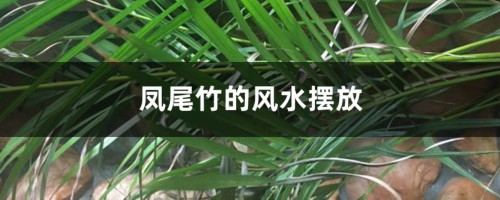 凤尾竹的风水摆放