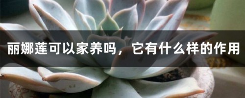 丽娜莲可以家养吗，它有什么样的作用