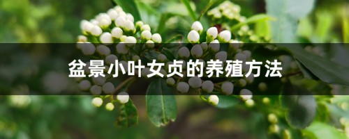 盆景小叶女贞的养殖方法