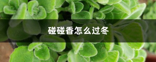 碰碰香怎么过冬