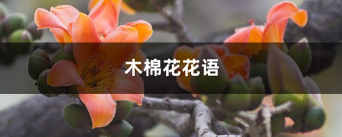 木棉花花语