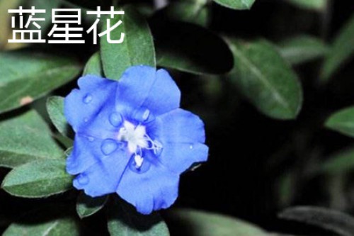 蓝星花