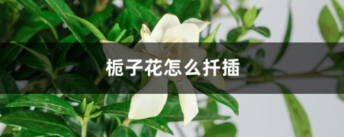 栀子花怎么扦插