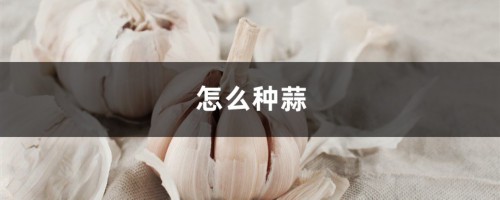 怎么种蒜