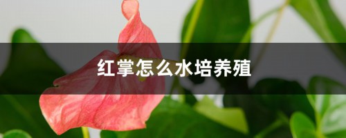 红掌怎么水培养殖