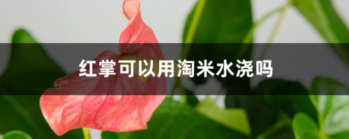 红掌可以用淘米水浇吗