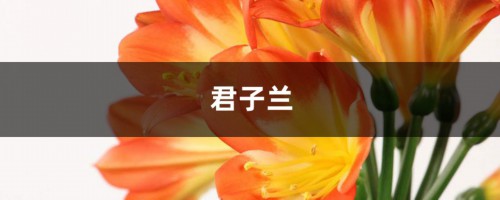 他的君子兰年年开花，连结10个果，到底咋养的？