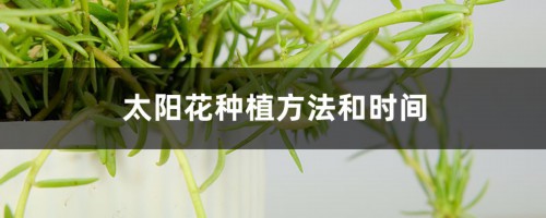 太阳花种植方法和时间