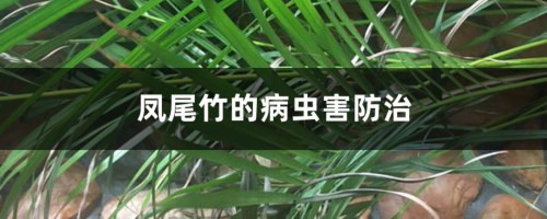 凤尾竹的病虫害防治