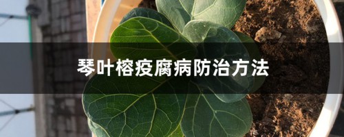 琴叶榕疫腐病防治方法