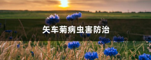 矢车菊病虫害防治