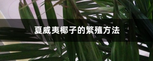 夏威夷椰子的繁殖方法