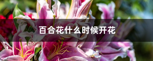 百合花什么时候开花