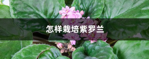 怎样栽培紫罗兰