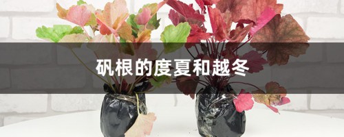 矾根的度夏和越冬