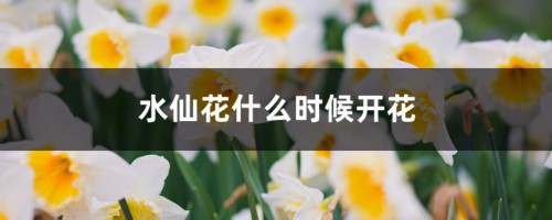 水仙花什么时候开花