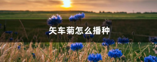 矢车菊怎么播种