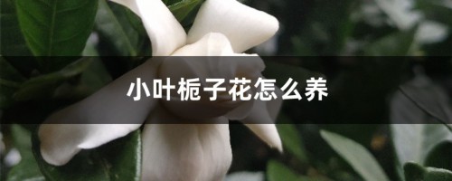 小叶栀子花怎么养